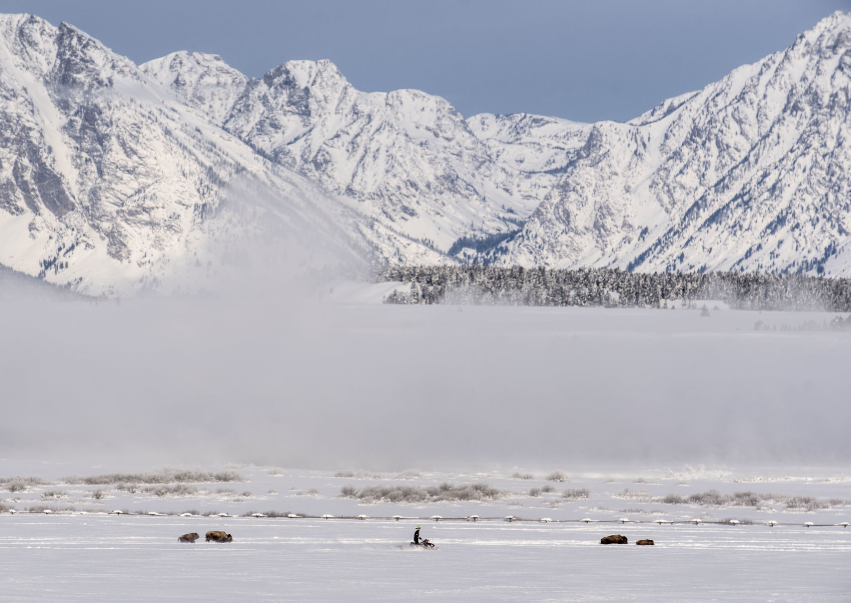 Bison drive in Grand Teton National Park